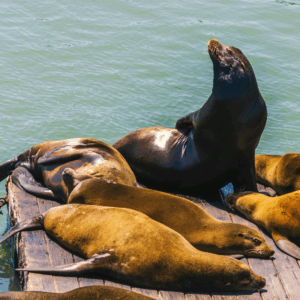 Things to Do in San Luis Obispo, Pismo Beach, Avila Beach