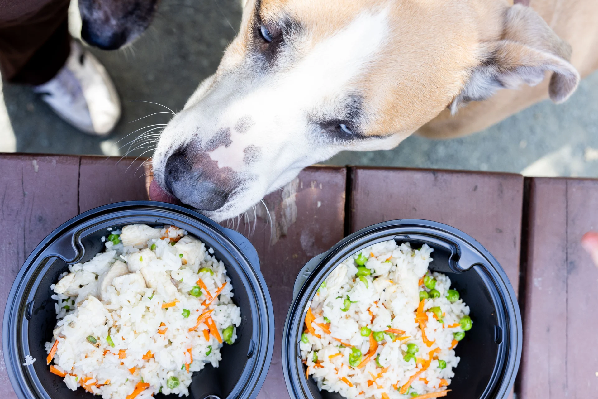 Dog friendly restaurant