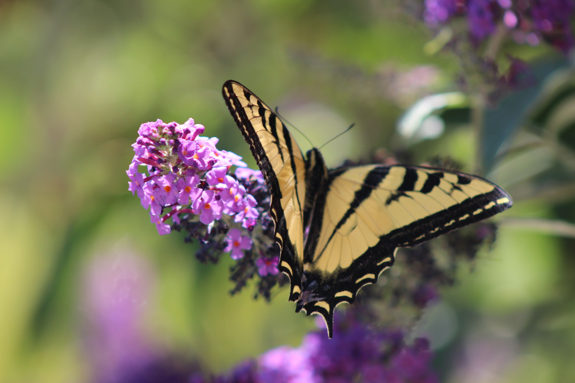 Hidden gems along Highway 1 California