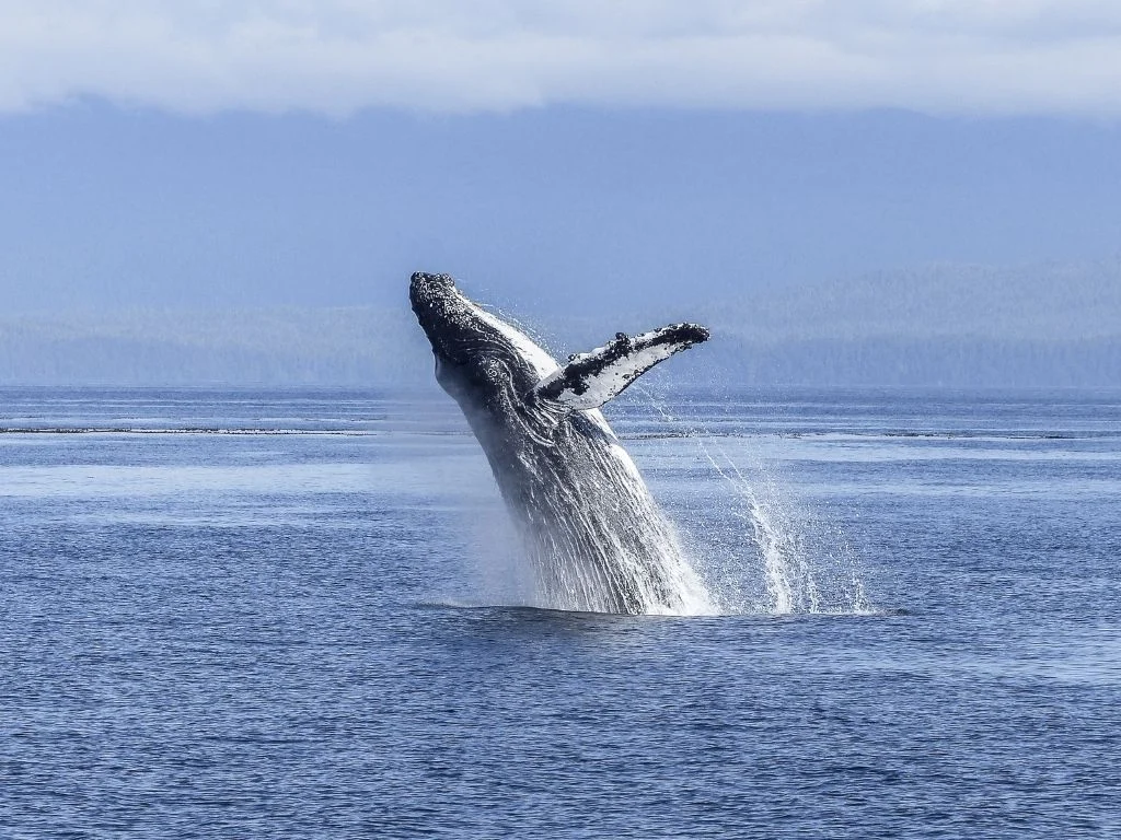 Whale Watching Avila and Pismo Beach