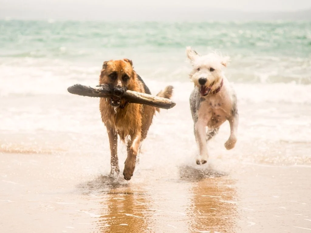 Dog Beach SLO