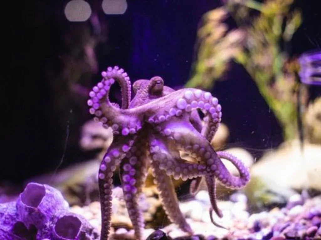 Avila Aquarium