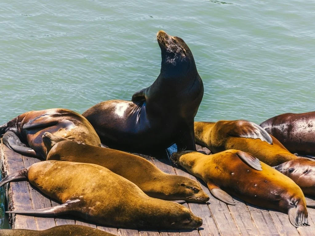 Sea Lions at Olde Port Pier