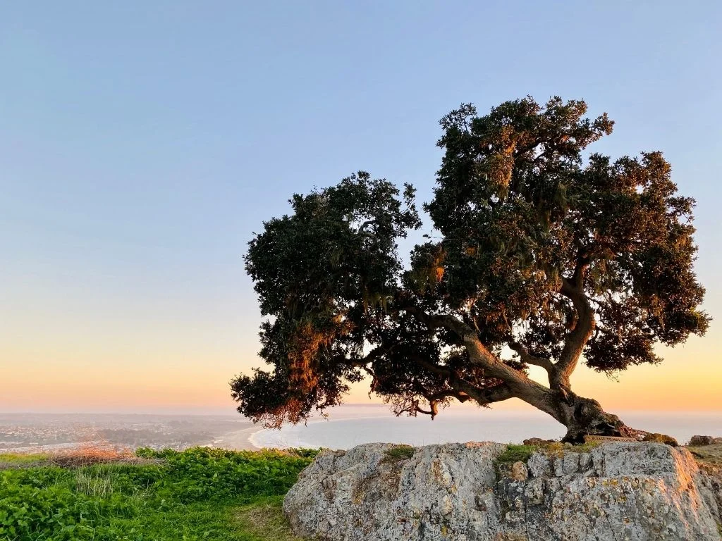 Hike one of the Pismo Preserve Trails
