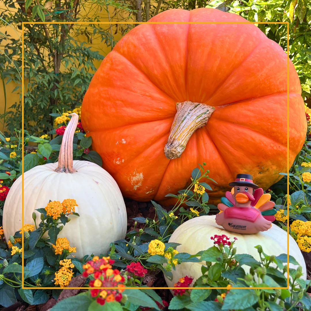Thanksgiving at The Gardens of Avila Restaurant
